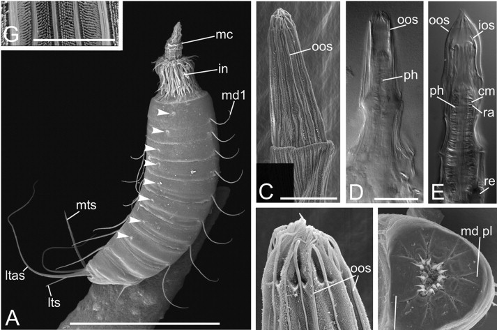 Представитель Семейства Centroderidae